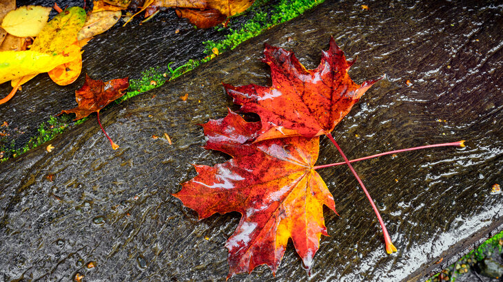 Falling leaves, rising taxes: is it a cold forecast for the UK?