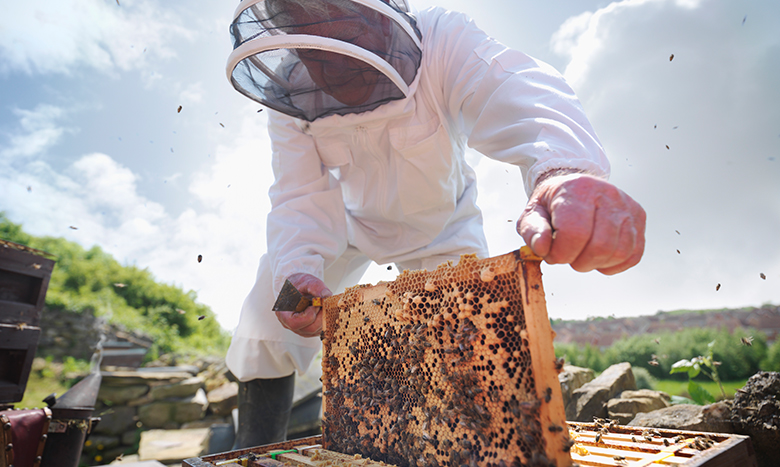 beekeeper-780.jpg