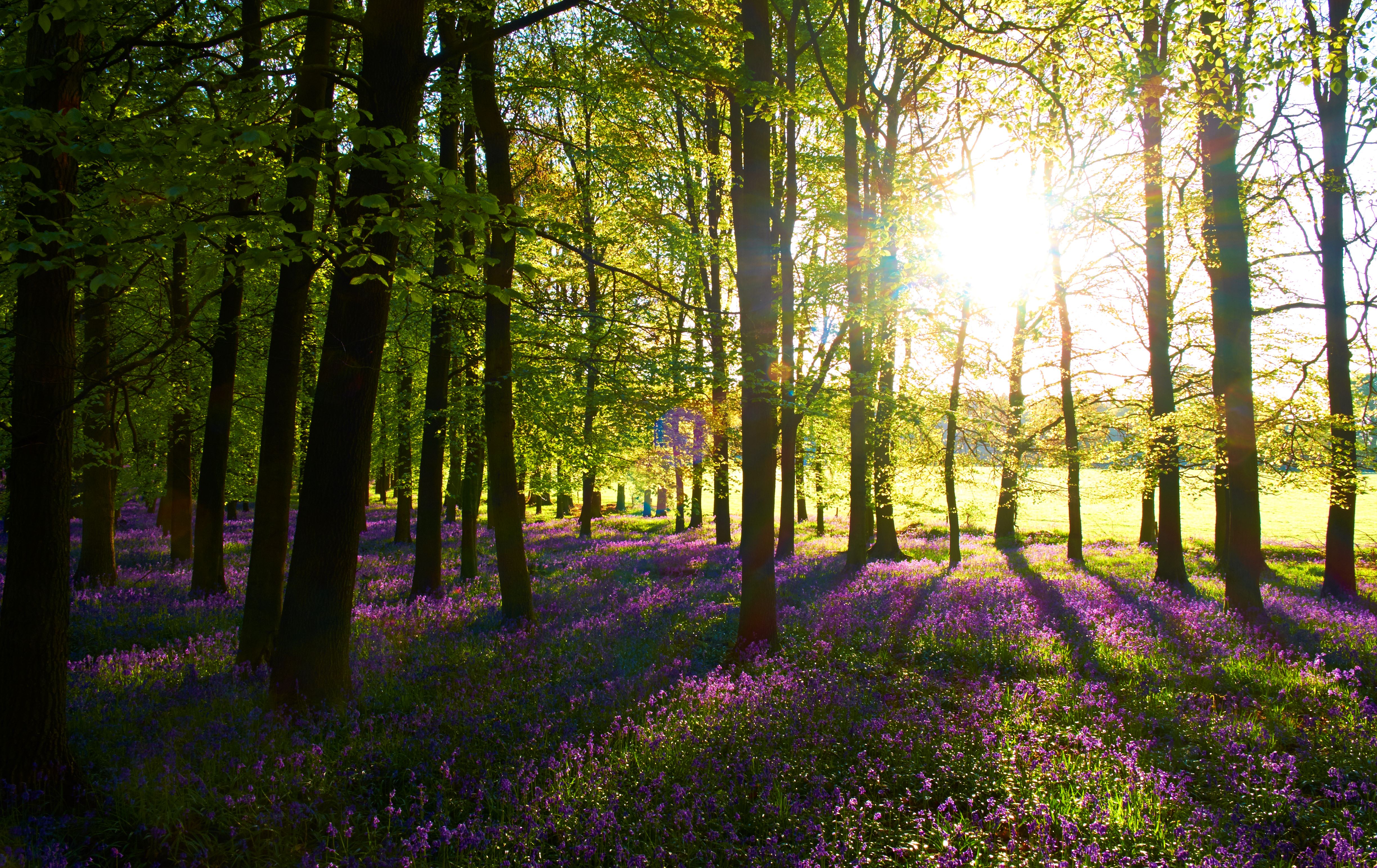 bluebell-forest-gettyimages-503274418_high.jpg