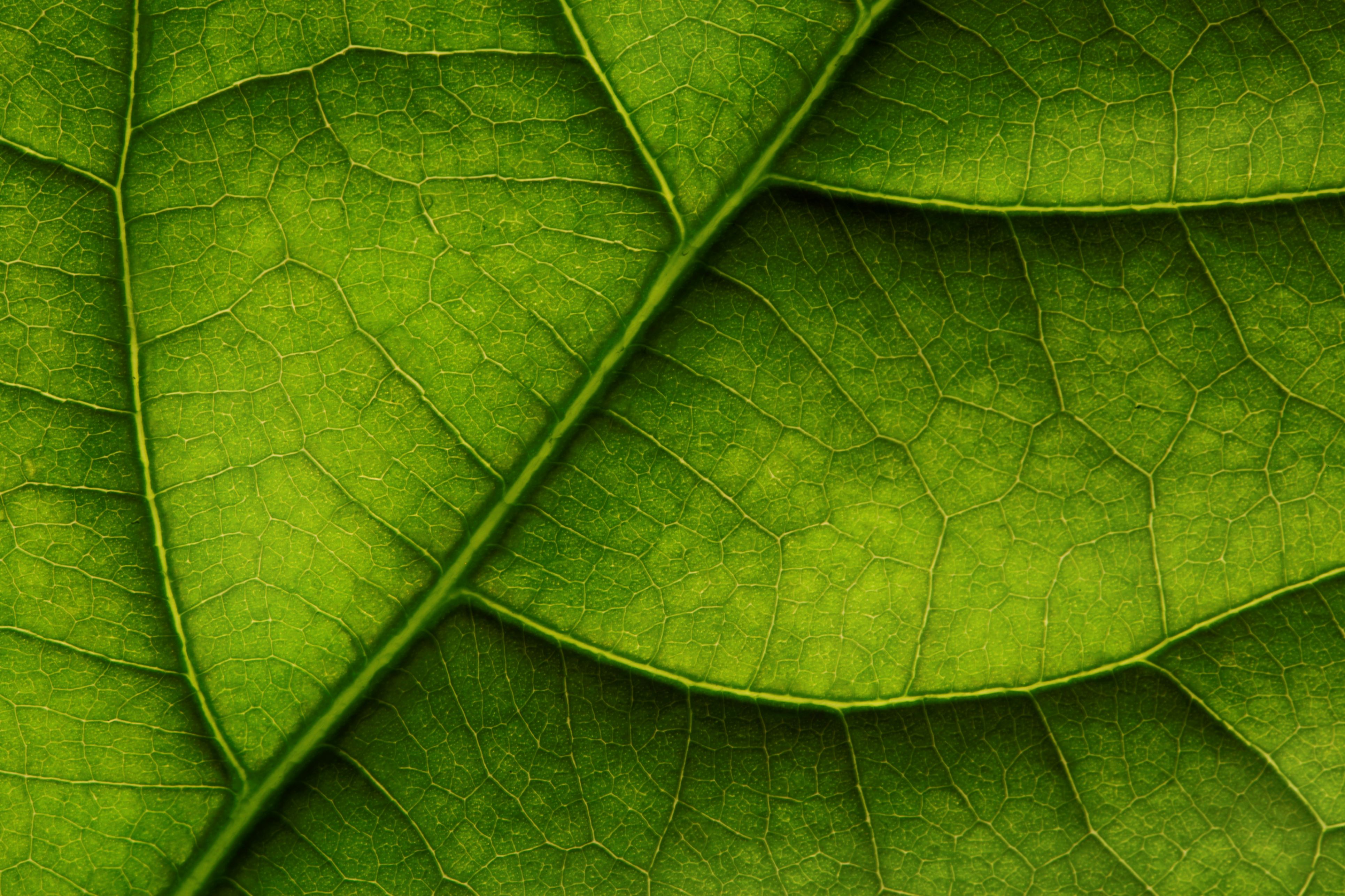 gettyimages-988473254-close-up-leaf-green.jpg