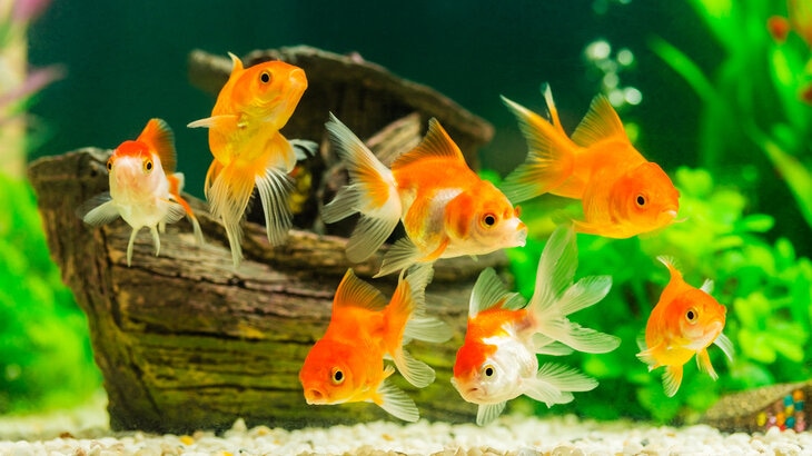 goldfish-fish.jpg