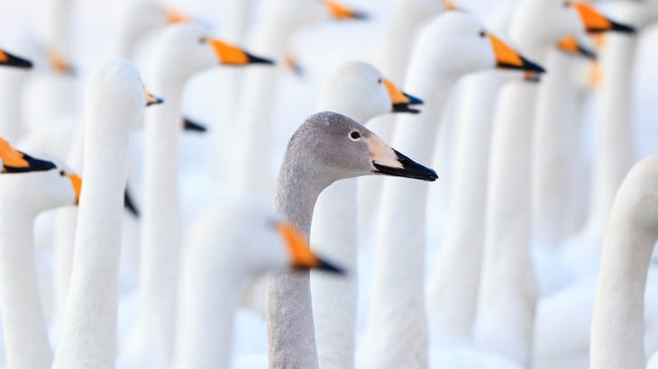 Grey swans for 2023 – Are you prepared?