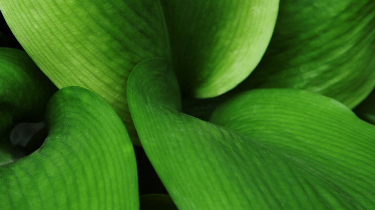 leaf-ripples.jpg
