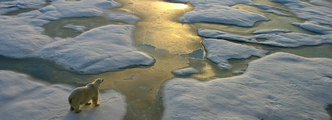 polar-bear-on-ice-arial-view.jpg