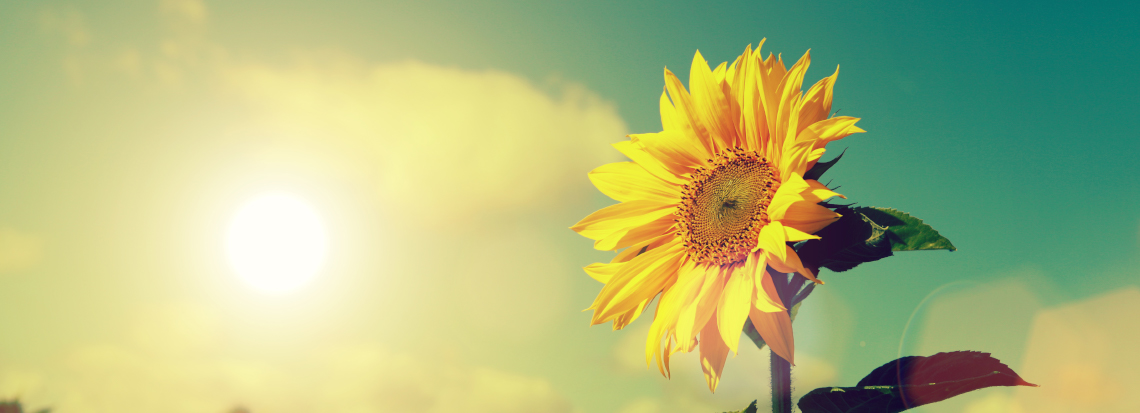 sunflower-in-sun-1140.jpg