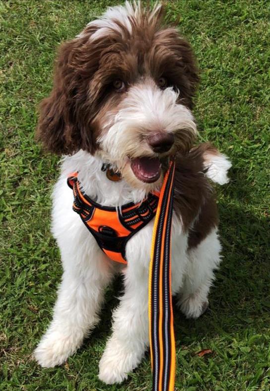 LDI - it’s much like the harness for your Sheepadoodle (or child); you need to mind the fit!