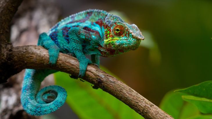 Chameleon-lizard.jpg