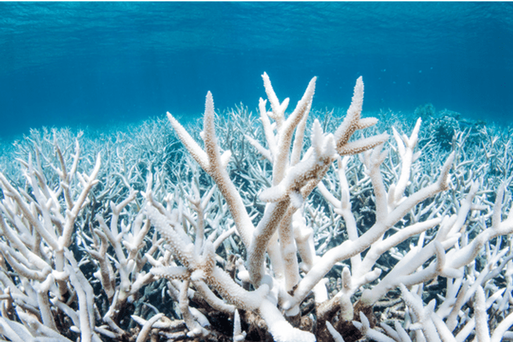 Coral-bleaching.png