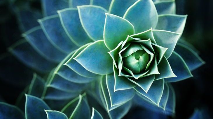 Geometric-growth-cactus.jpg