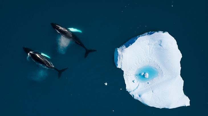 Icebergs-whales.jpg