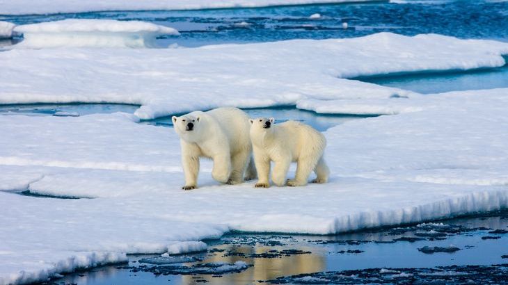 polar-bears2.jpg